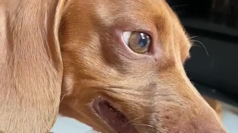 Bad-tempered Dachshund Turns Up Her Nose