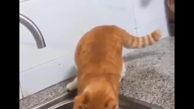 Funniest Cats Dont try to hold back Laughter Funny Cats Life