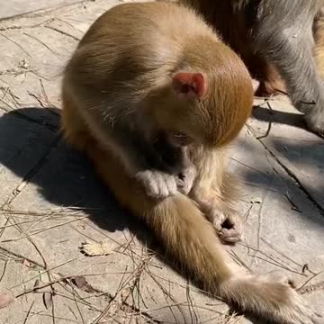Monkey playing