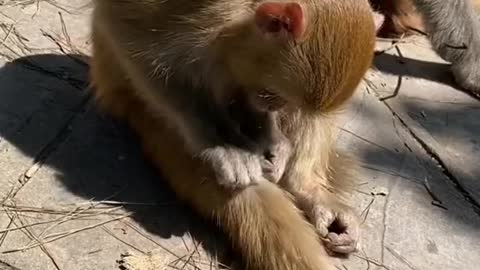 Monkey playing