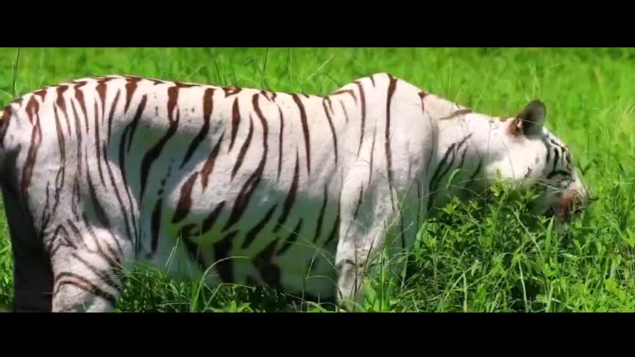 A white tiger that looks so vicious can still eat grass