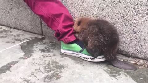 CUTEST BEAVER BATHING EVER!