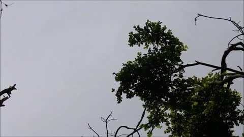 Flying foxes - New South Wales, Australia