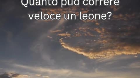 Fatto del Leone 8 - Quanto può correre veloce un leone?