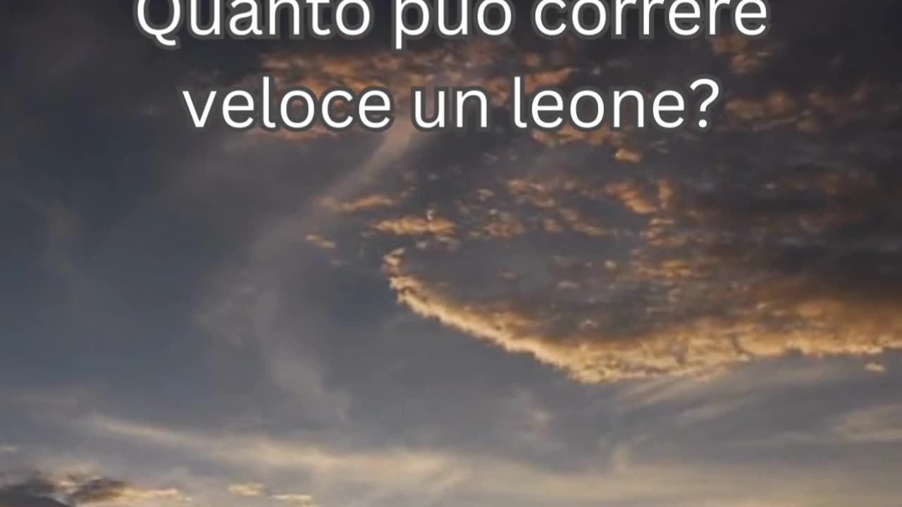 Fatto del Leone 8 - Quanto può correre veloce un leone?