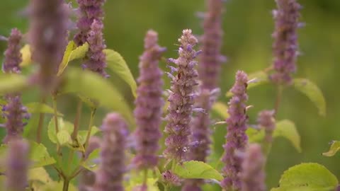 How a rain garden can help your plants soak up extra water