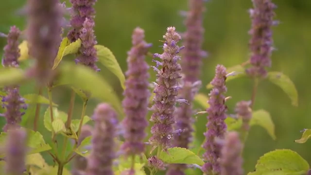 How a rain garden can help your plants soak up extra water