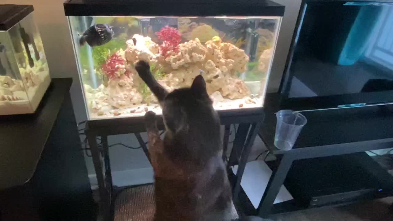 Chloe plays with fish tank