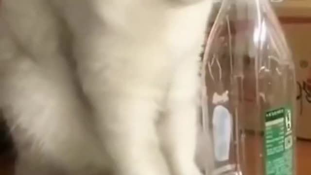 Funny Cat Cleaning Face # shorts