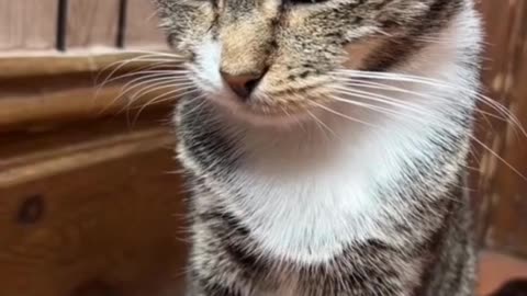 Watch: Cat Gets Emotional Watching a Sad Momma Cat Video! 🐱💔