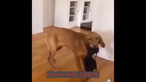 Funny animals.