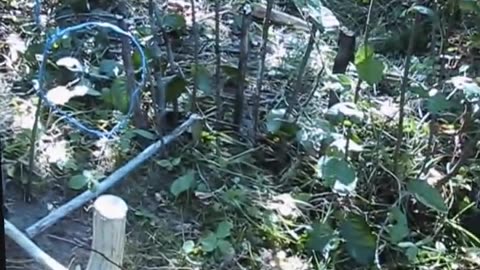 Trigger Spring Snare Survival