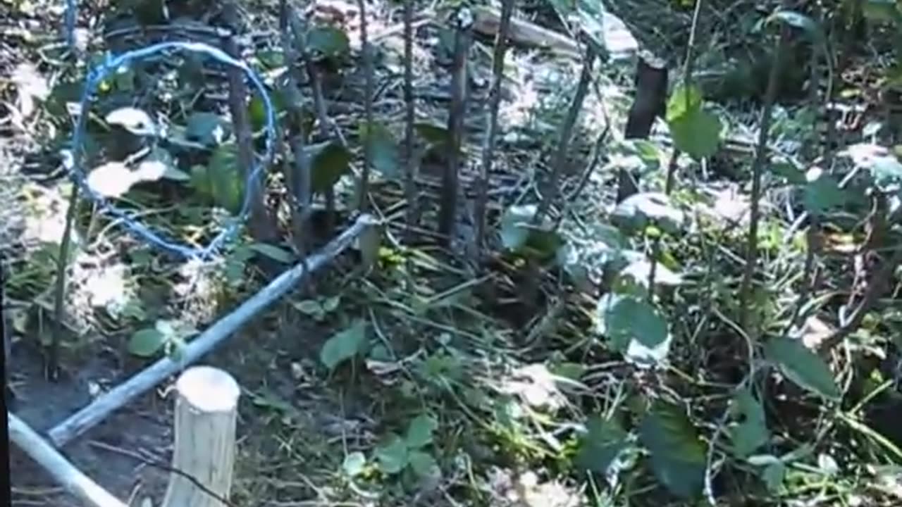 Trigger Spring Snare Survival
