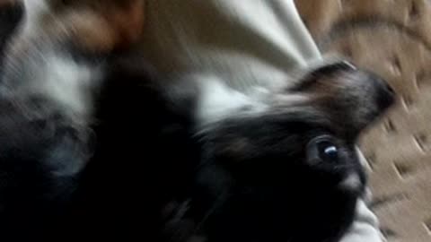My doggy sleepyhead (chihuahua)