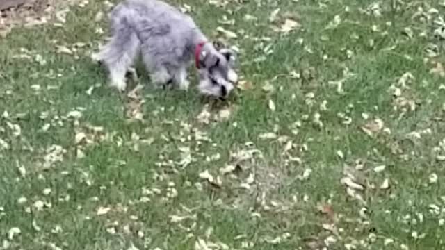 Bandit looking for a grasshopper