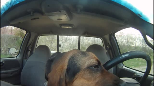 Bloodhound Eats Ford F-150