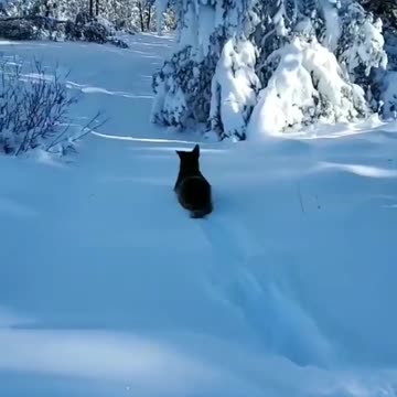 Cutest cattle dog loving the snow