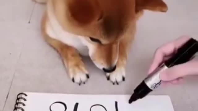 DOG IS SMARTER THAN MAN (Watch and Believe)