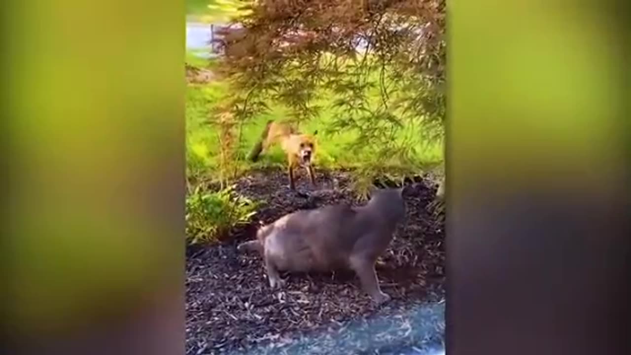Funny animal video 😂😀