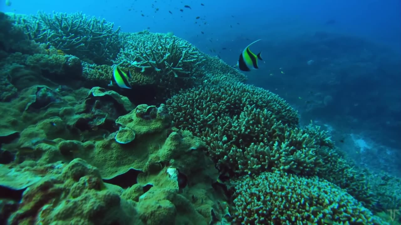 OCEANIA Coral Reef #102