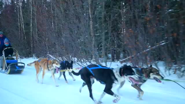 Alaskan dog sled adventure with ˚Fortress Clothing˚