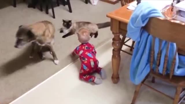 funny babies and cats (2021) 🤣 having fun 🤣 fighting 😹 (TRY NOT TO LAUGH)