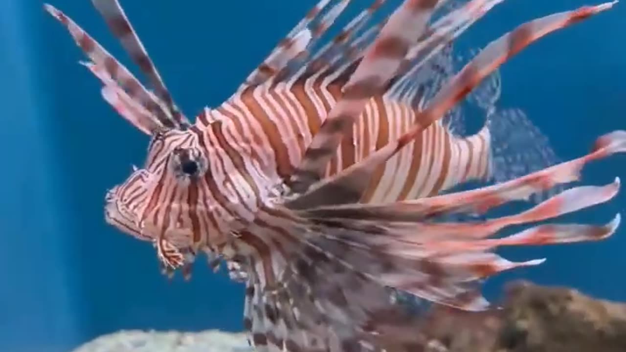 Beautiful Fish #shorysvideos #beauty #fish #beautiful fish