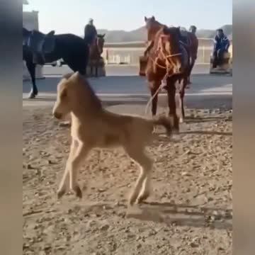 When the horse hits the hooves nervously