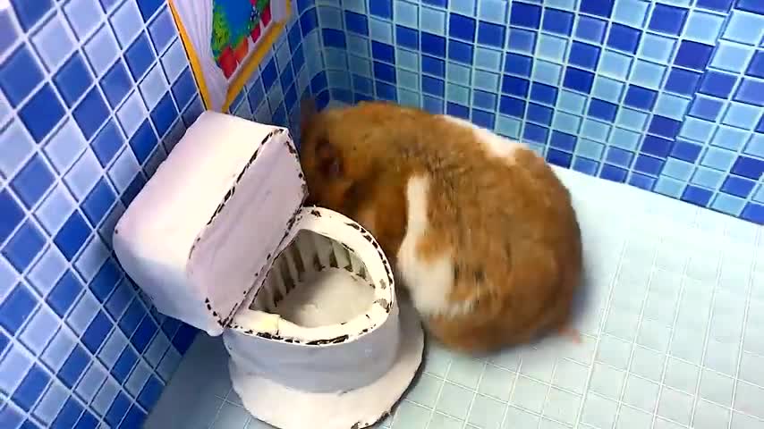 Escape maze with Traps hamster Police Pets in Hamster Stories Part 2