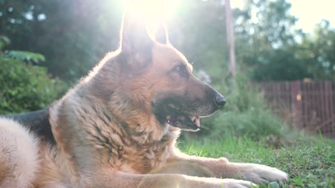 a-german-shepherd