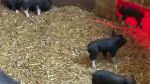 Cute pig puppies must watch
