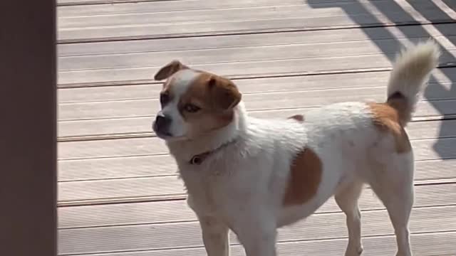 A dog with a sense of humor