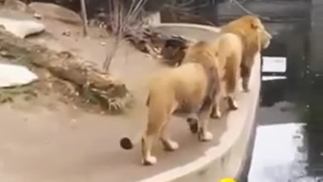 Two lion anmial funny videos #short #short video