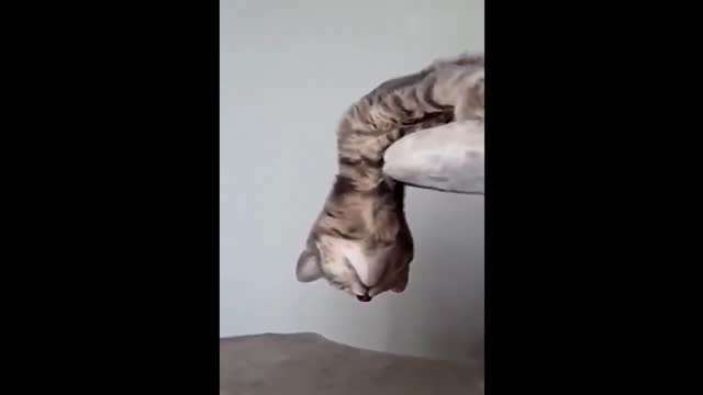 Funny Animals! Funny Cats! Funny Videos! # Short