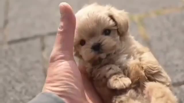 Cute and smart puppy will make your day