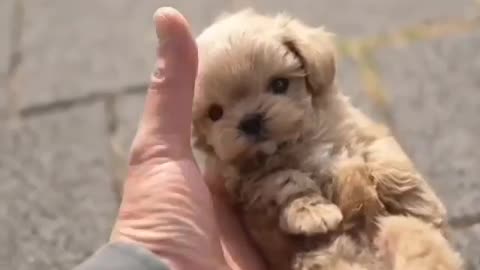 Cute and smart puppy will make your day