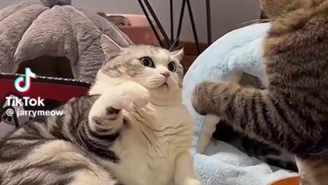 cat fanny video