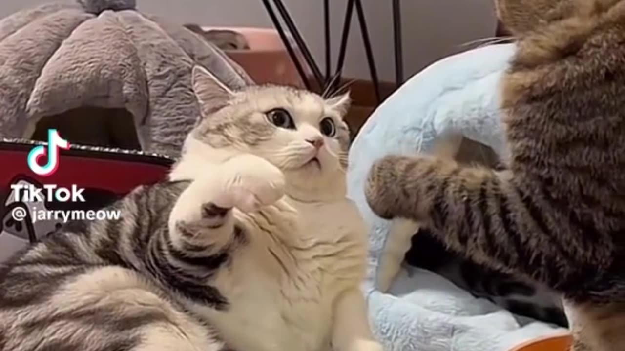 cat fanny video