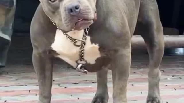 Big body best dog