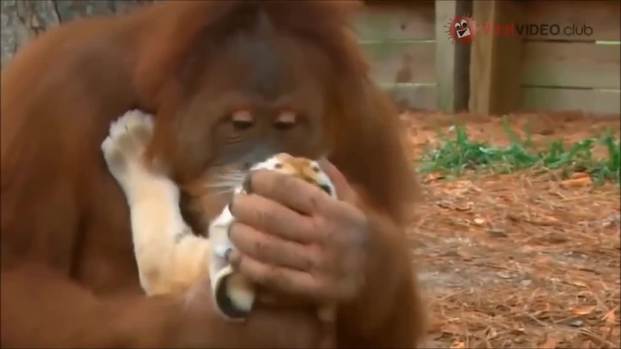 Un_ orang-outan_nourrit_des_bébés_tigres