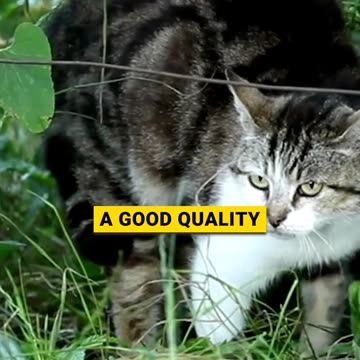 Why Cats Follow You to the Bathroom #cat #catbehavior