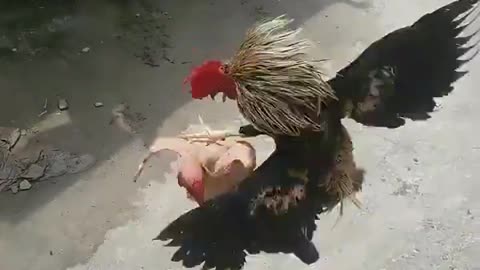 The most intense battle of cockfighting history