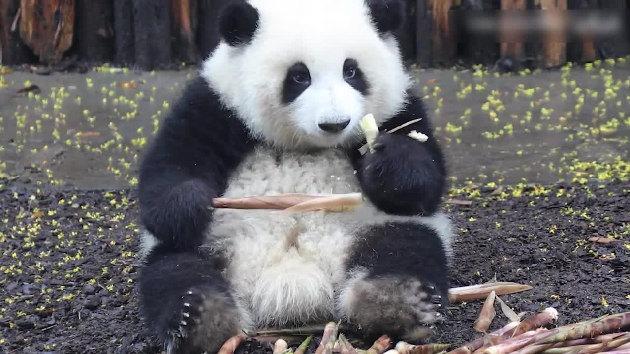 Cute little panda is eating bamboo shoots