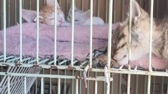 Five cats are cute