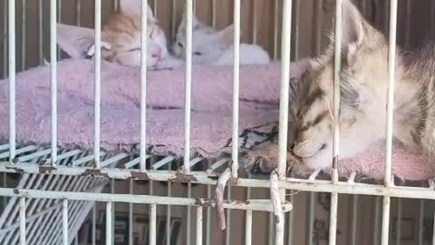 Five cats are cute