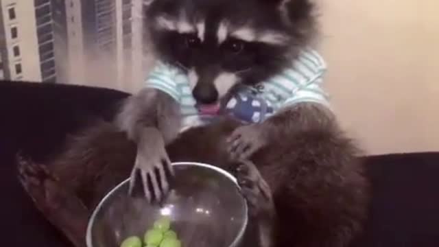 Star-Lord and Groot are gone, I can only enjoy delicious grapes