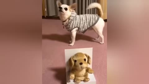 Black and white Cat and Dog play Videos Short training videos