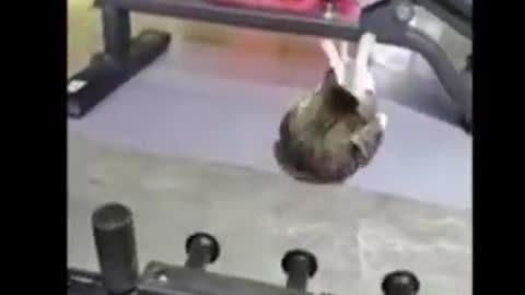 Funny Animals