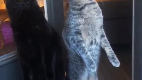 Nosy Kats 😸