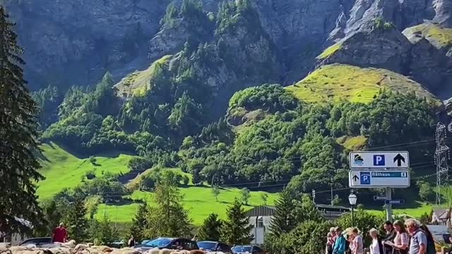 Alpine cattle and sheep down the mountain festival